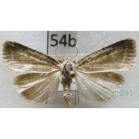 Athetis gluteosa (Treitschke, 1835) Slovakia54b